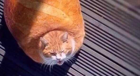 jelly cat bread